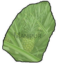 Pineapple Fruit Industry-Manipur, India