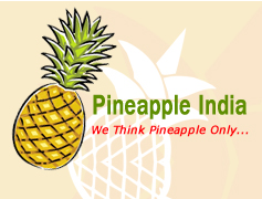 Meghalaya Kew variety -Pineapple India